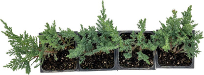 4 Tamarix Juniper in 3.5" Nursery Cubes | Juniperus Sabina ‘Tamariscifolia’ | Dense, Low-Maintenance Evergreen Shrub with Fine, Feathery Foliage | Ready-to-Plant Live Starters