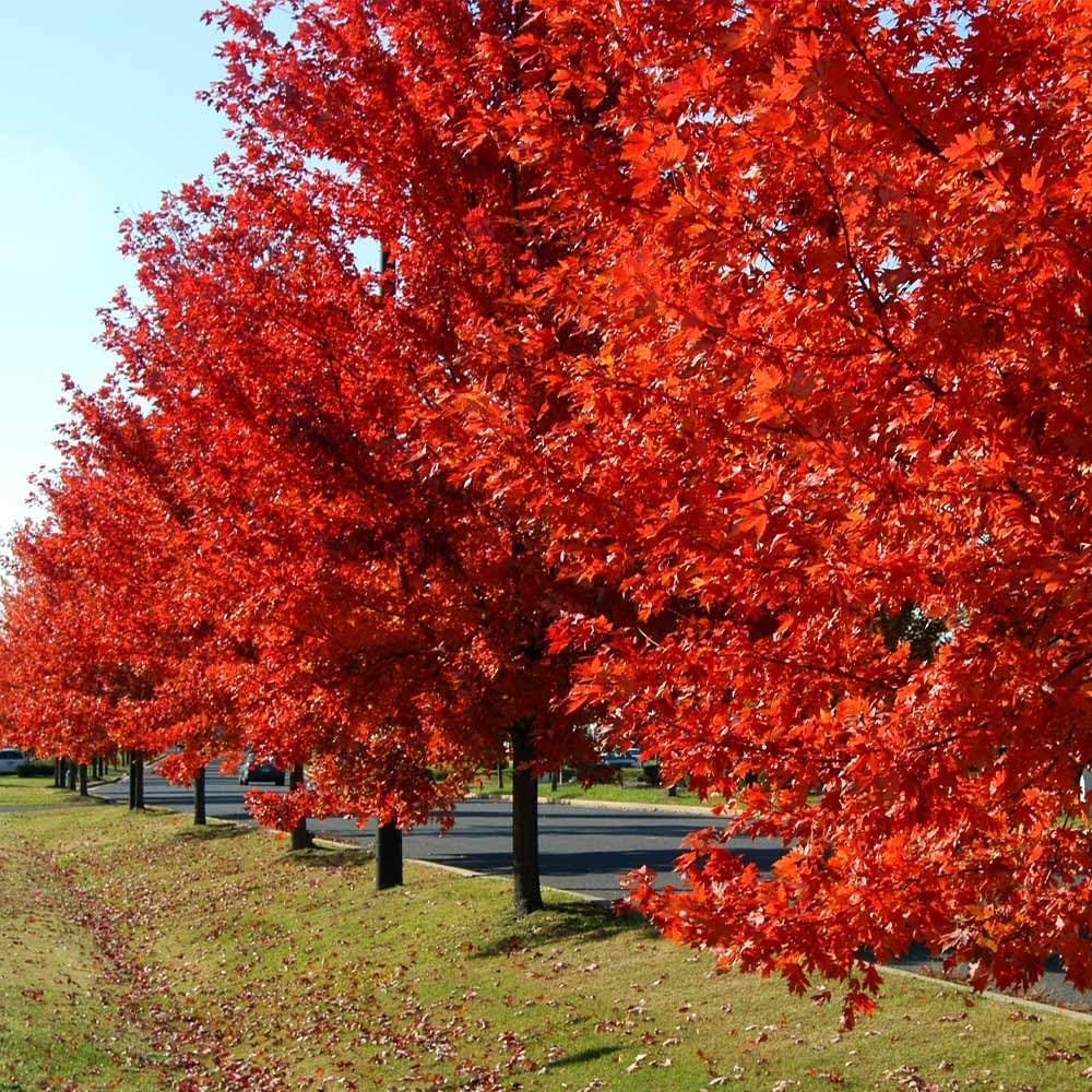 Brighter Blooms - Autumn Blaze Maple Tree, 6-7ft - Two Best Maples in One Tree - No Shipping to AZ