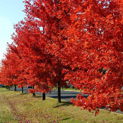 Brighter Blooms - Autumn Blaze Maple Tree, 6-7ft - Two Best Maples in One Tree - No Shipping to AZ