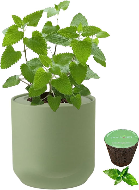 Hydroponic Herb Growing Kit, Self-Watering Kitchen Herb Garden Starter Kit with Green Ceramic Pot and Seeds (Catnip)