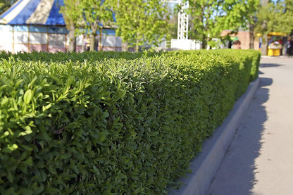 Winter Gem Boxwood | 5 Live 4 Inch Pots | Buxus Microphylla Japonica | Fast Growing Cold Hardy Formal Evergreen Shrub