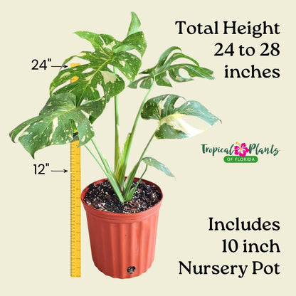 Tropical Plants of Florida Thai Constellation Monstera – Large 3 Gallon Live Plant, 24-28” Tall Including Pot, Rare Tropical Indoor Plant for Home Décor, Variegated Leaves, Shipped Fresh from Farm