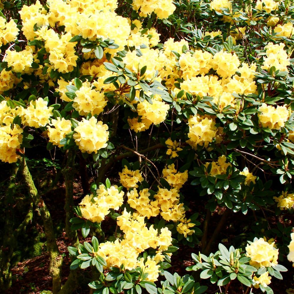 Yellow Rhododendron Plant Live – 1 Gallon Flowering Shrub for Gardening