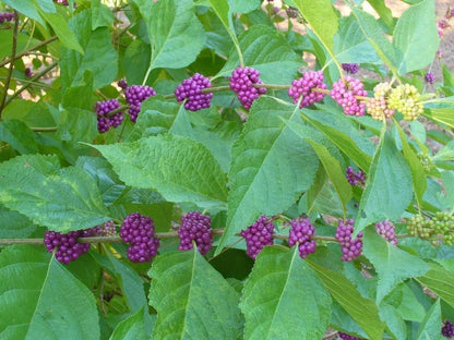 American Beautyberry | 3 Live Plants | Callicarpa Americana | Drought-Tolerant, Vibrant Purple Berries, Attracts Birds & Butterflies | Easy to Grow