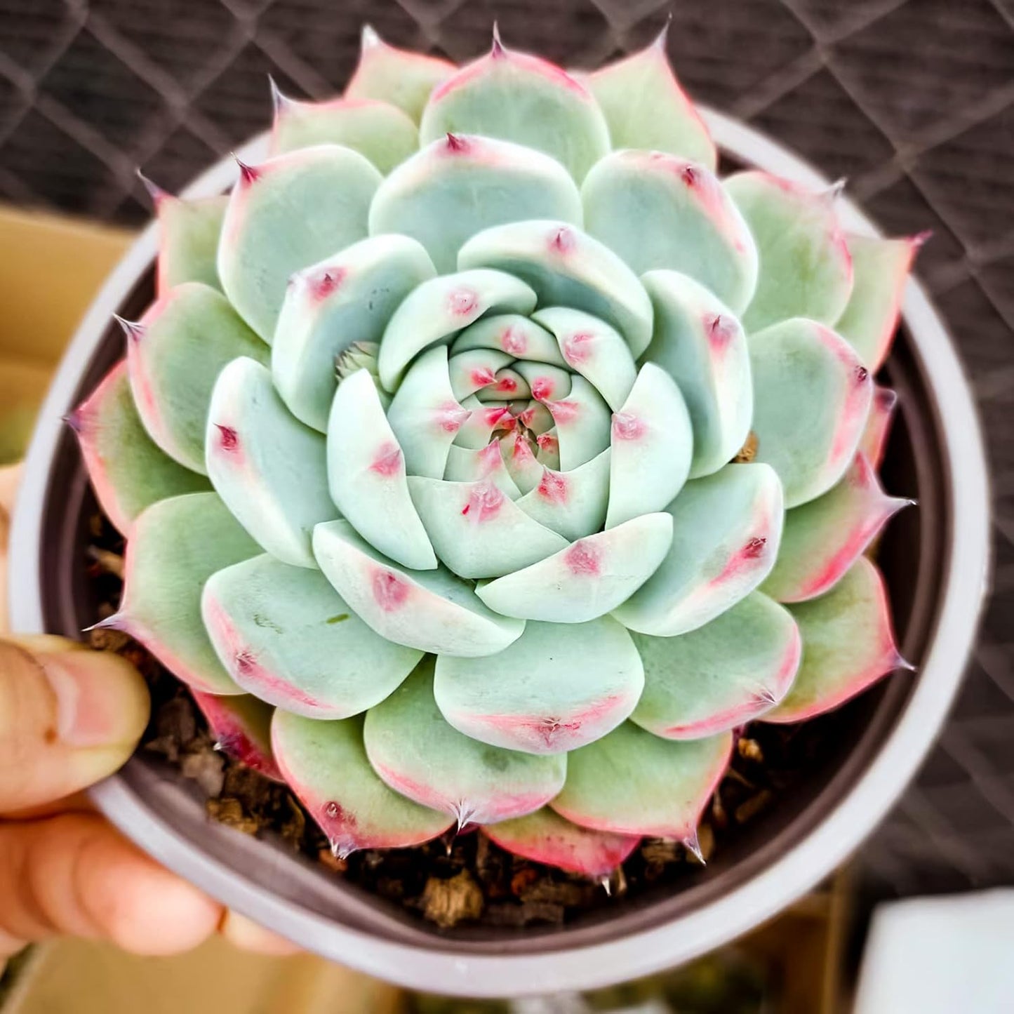 Sprout N Green Echeveria Chihuahuaensis, Mini Live Succulent Fully Rooted in 2 inch Starter Pot, House Plant for Indoor Outdoor Home Office Wedding Decoration Party Favor