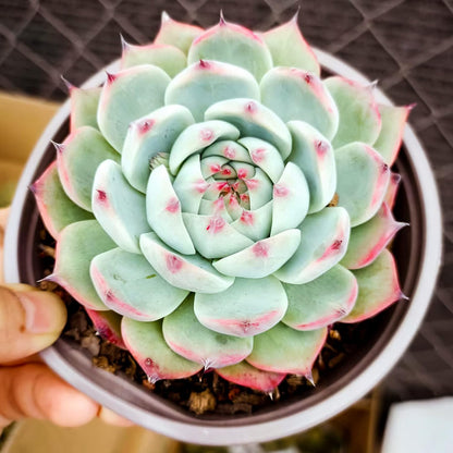 Sprout N Green Echeveria Chihuahuaensis, Mini Live Succulent Fully Rooted in 2 inch Starter Pot, House Plant for Indoor Outdoor Home Office Wedding Decoration Party Favor