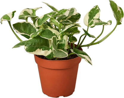 Pothos 'N'joy' Live Plant for Indoor | Different Houseplants in 4'' & 6'' Pot | Real House Plant for Living Room, Office, Desk & Bathroom | Epipremnum Aureum