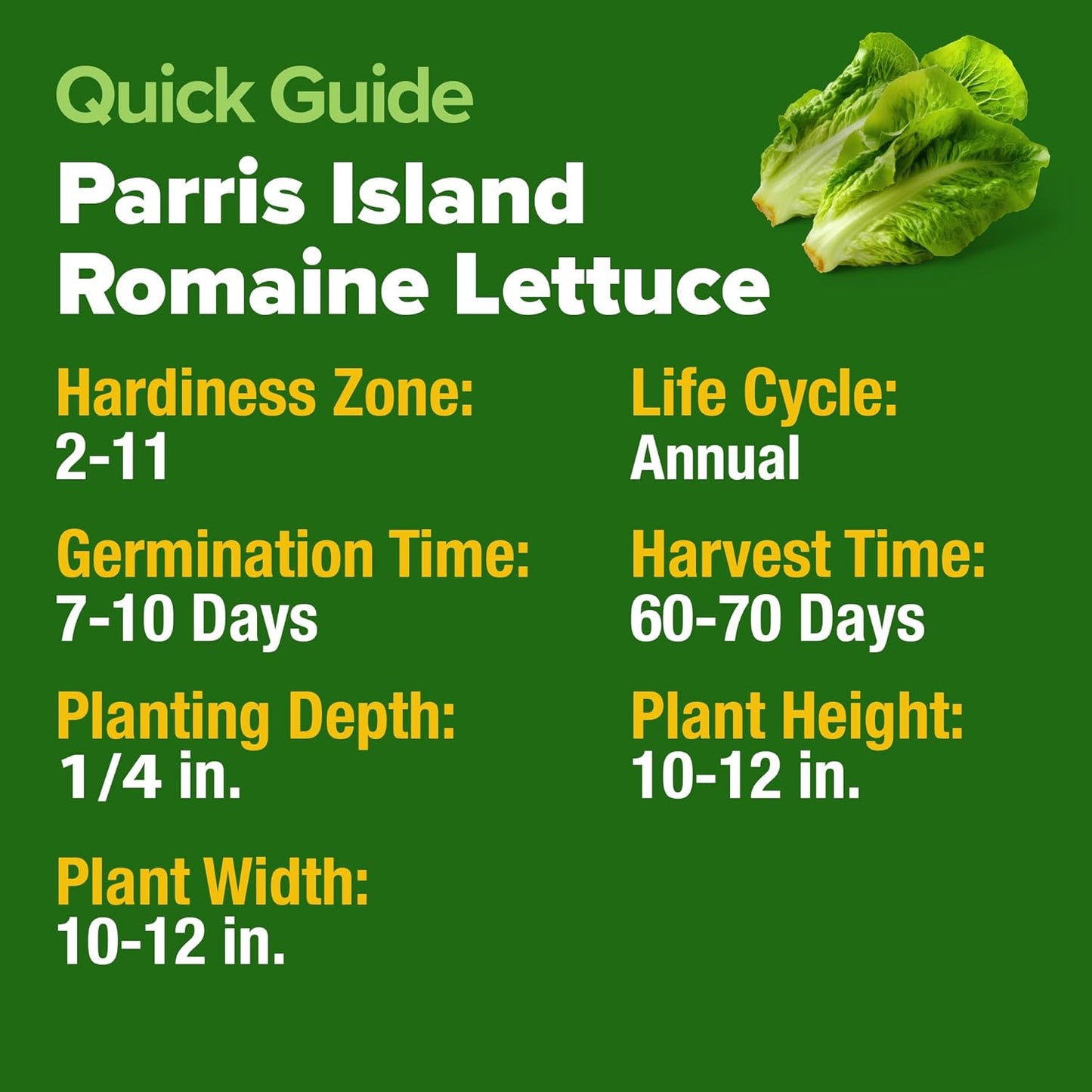 HOME GROWN Romaine Lettuce Seeds, Paris Island Bulk Pack, 7000+ Lettuce Seeds for Planting, High Germination Heirloom 𝗡𝗢𝗡-𝗚𝗠𝗢 𝗨𝗦𝗔 Vegetable Seeds,Works Indoor in Hydroponic Garden and Outdoor