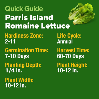 HOME GROWN Romaine Lettuce Seeds, Paris Island Bulk Pack, 7000+ Lettuce Seeds for Planting, High Germination Heirloom 𝗡𝗢𝗡-𝗚𝗠𝗢 𝗨𝗦𝗔 Vegetable Seeds,Works Indoor in Hydroponic Garden and Outdoor