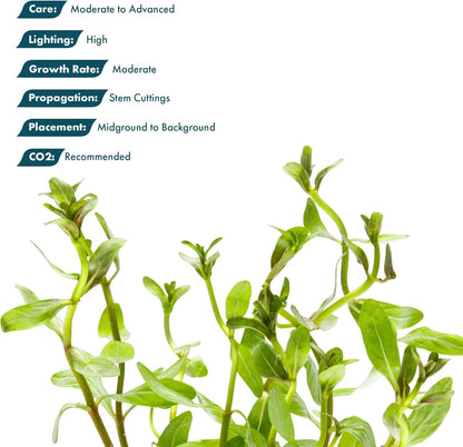 SubstrateSource Live Plants - Ammannia Sulawesi - Orange to Pink Stem Plant for High Light Freshwater Aquarium Aquascapes, Midground to Background, Orange, Pink, Green Accent - Lead Bunch