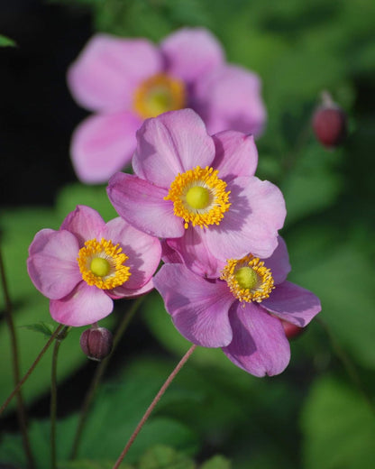 Perennial Farm Anemone Tomentosa 'Robustissima' – Live Windflower Perennial in #1 Container, Soft Pink Blooms, Vigorous & Hardy, Long Blooming, Deer Resistant, Ideal for Borders & Late Summer Color