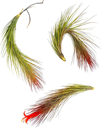 ragnaroc Air Plants - Tillandsia Funckiana Hybrid, Large 5-7" - 3ct - Live Arrival Guaranteed - House Plants for Home Decor & Gift