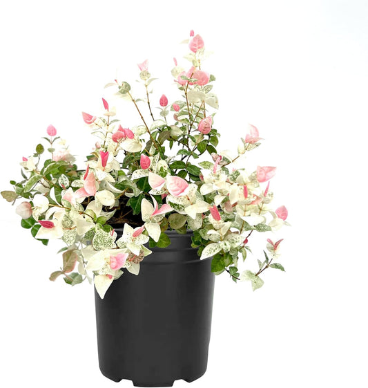 Asiatic Jasmine 'Snowcap' | 2 Large Gallon Size Plants | Trachelospermum Asiaticum Snowcap | Variegated Ground Cover Plants | Drought Tolerant Landscaping Vines