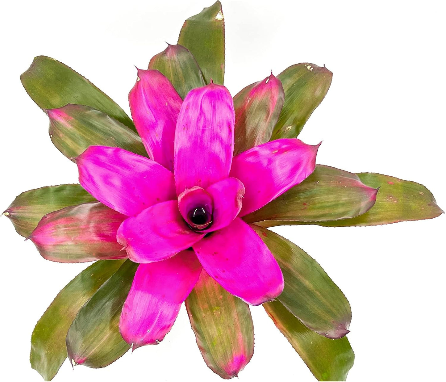 ragnaroc Live Plants – Bromeliad Neoregelia Tatiana, 8-12" in 6" Pot - 1ct - Live Arrival Guaranteed - House Plants for Home Decor & Gift