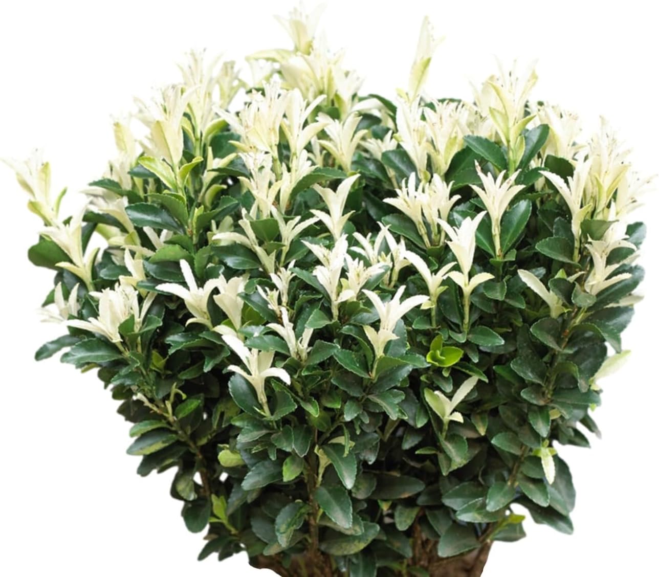 Easy to Grow Euonymus Paloma Blanca - 2 Potted Plants in Grower Pots, Low-Maintenance Shrub Hedge