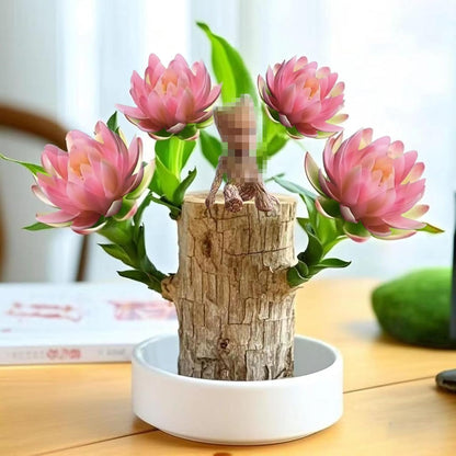 Brazilian Lucky Wood Kit with Monk, Grow Your Own Luck,Easy to Maintain Mini Brazil Woods for Indoor/Outdoor, Bedroom, Kitchen, Office Desk, Garden and Other Decorations (E)