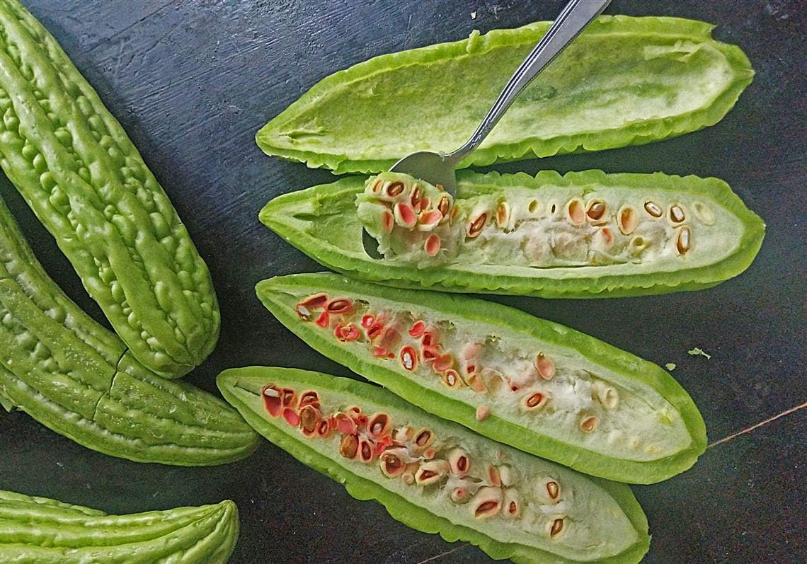 Gaea's Blessing Seeds - Bitter Melon Seeds - Bitter Gourd Heirloom Non-GMO Bittermelon Seeds with Easy to Follow Planting Instructions - 92% Germination Rate (Pack of 2)
