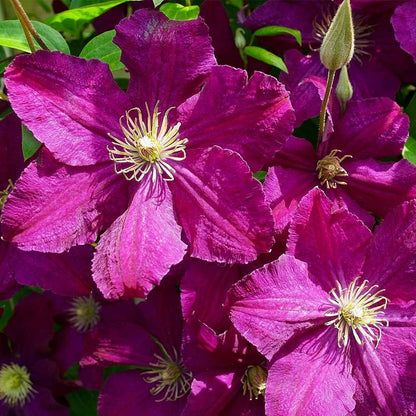 Clematis Cardinal Wyszynski Vine - Live Plant in a 4 Inch Growers Pot - Clematis 'Cardinal Wyszynski' - Starter Plants Ready for The Garden - Bold and Beautiful Crimson Flowering Vine