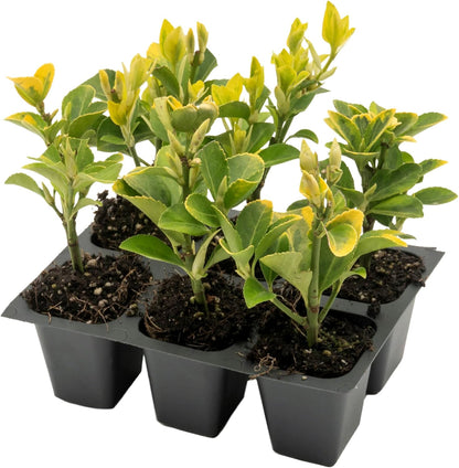 6 Golden Euonymus Shrubs | Live Plants in 2.5-inch Nursery Cubes | Japonica ‘Aureo-Marginatus’ Variety | Easy-Care Evergreen | Variegated Yellow-Green Foliage | Hedges & Shrubs for Home & Garden