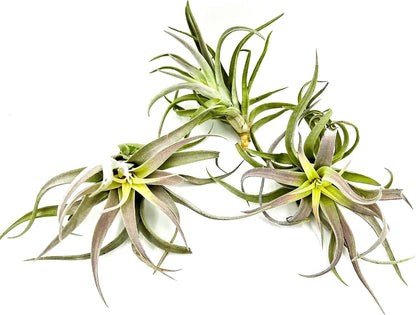 ragnaroc Air Plants - Tillandsia Cacticola, Jumbo 6-9" - 5ct - Live Arrival Guaranteed - House Plants for Home Decor & Gift
