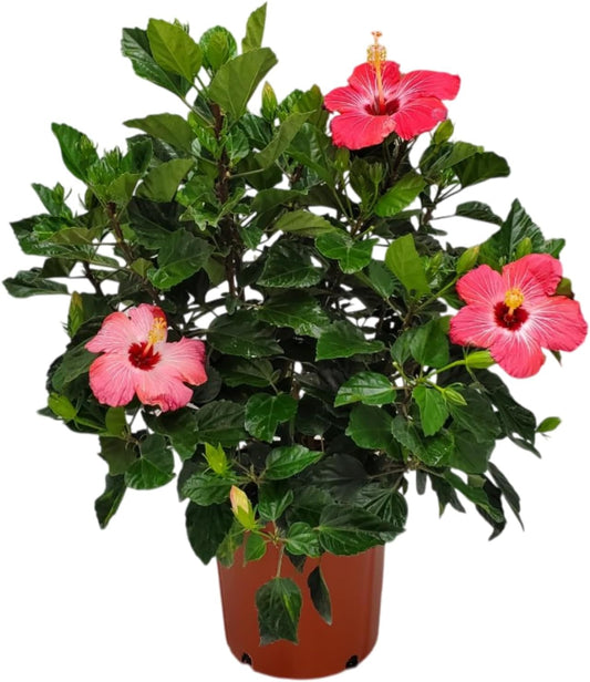 Hibiscus Bush Plant - Pink Flower - Overall Height 26" to 28" - Tropical Plants of Florida (Plant