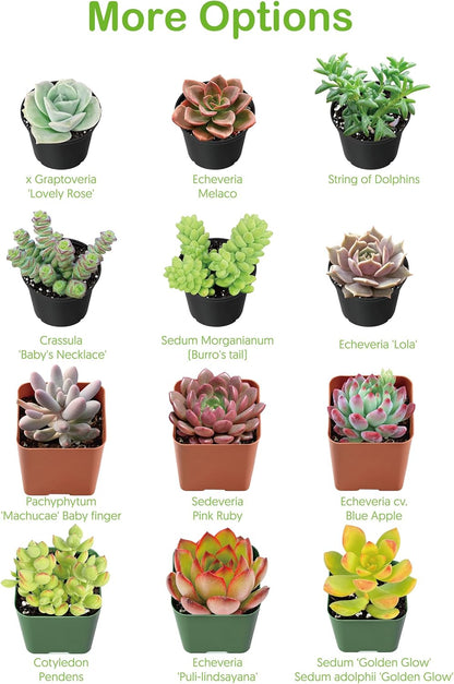 Live Succulent Plants Echeveria 'Agavoides Horse', Easy Care Potted Succulents, Approx 4" D x 4" H, Indoor Houseplant, Unique Gifts, Home Office Décor