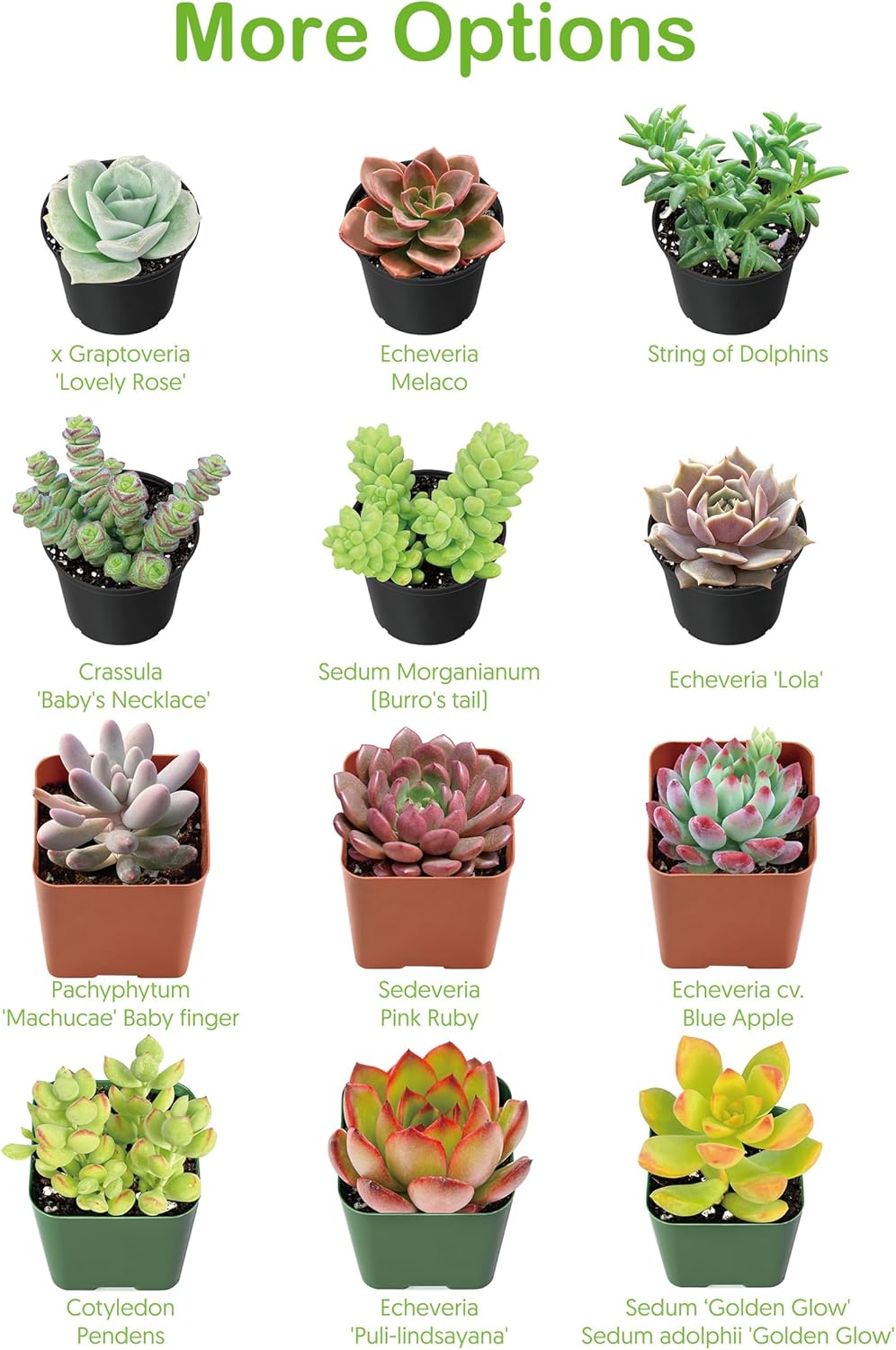 Live Succulent String of Pearls, Approx 2-inch Large, Potted Succulents, Fully Rooted, Easy Care House Plants