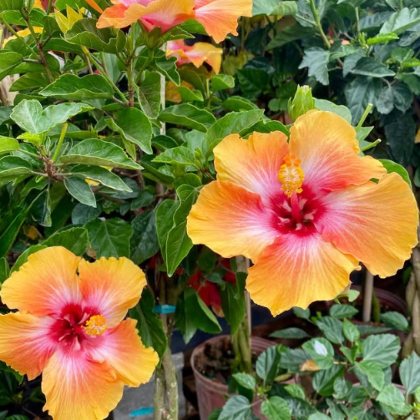 2 Sunset Hibiscus Live Plants, Clump 8-12” Tall, Hardy Hibiscus Plants Live, Hibiscus Trees Flowering Shrub