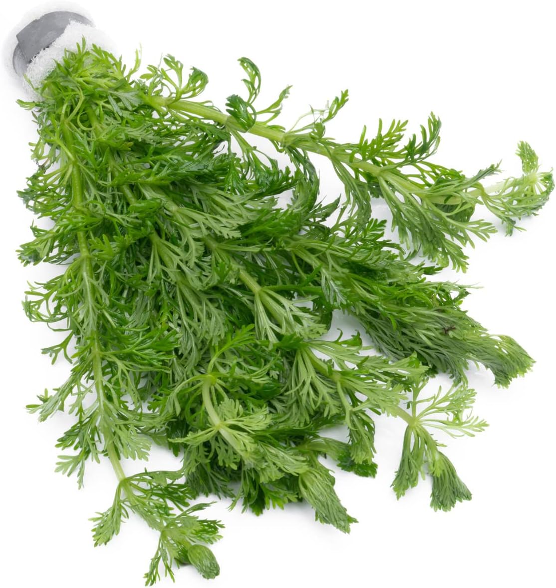 SubstrateSource Live Aquarium Stem Plants - Freshwater Aquatic Plant for Fish Tanks, Aquascaping - (Micranthemum Umbrosum Giant Baby Tears, 1 Bunch)