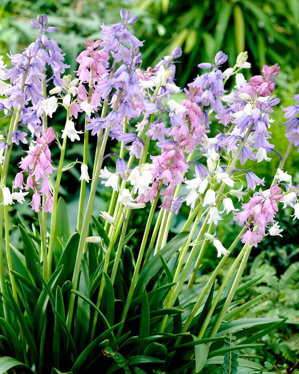 Spanish Bluebell Mixture - Perennial Spanish Bluebells (Wood Hyacinth) Bulbs for Planting | Spring Flowering Bulbs, Bell Shaped Flowers - Easy to Grow (50 Pack)