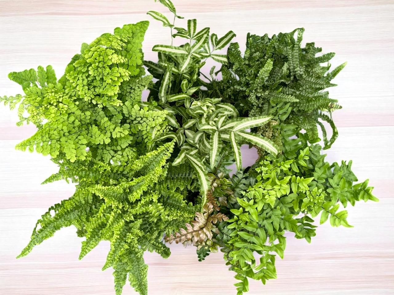 La Costa Plants Mixed Fern Plants, Set of 3, 4 Inch Pots, Live Indoor Outdoor Plants for Home and Office Decor