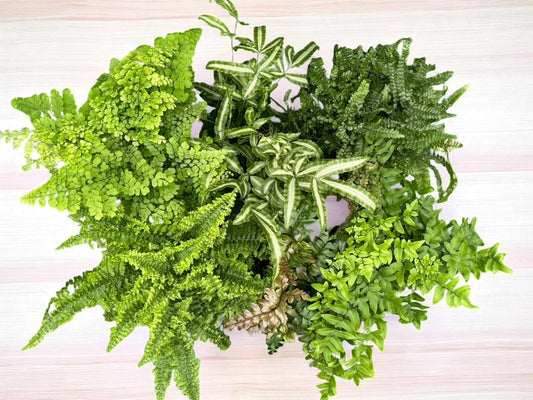 La Costa Plants Mixed Fern Plants, Set of 3, 4 Inch Pots, Live Indoor Outdoor Plants for Home and Office Decor