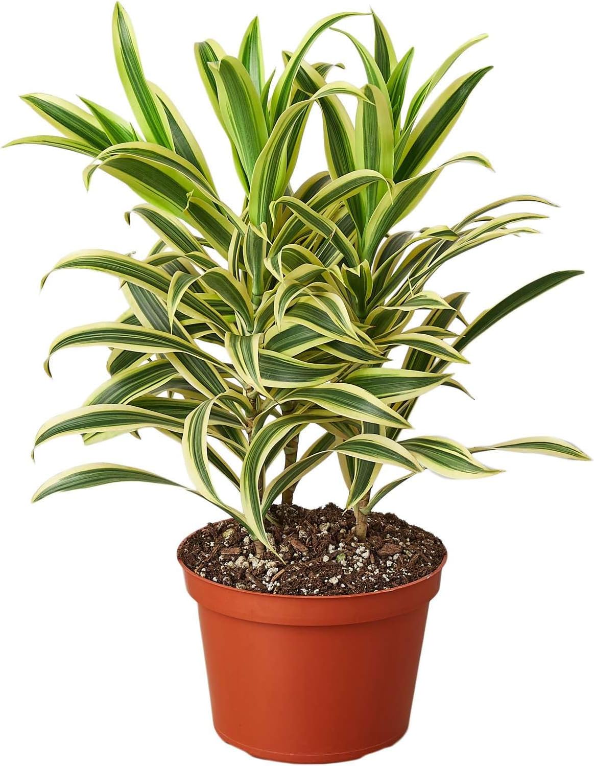 Dracaena Song of India Live Plant for Indoor | Different Houseplants in 4'' & 6'' Pot | Real House Plant for Living Room, Office, Desk & Bathroom | Dracaena reflexa | Dragon Tree