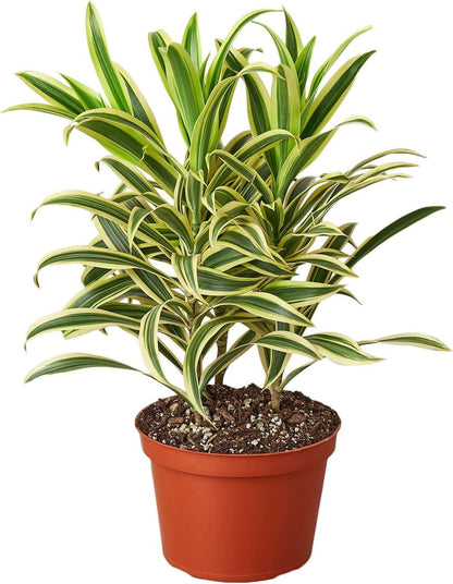 Dracaena Song of India Live Plant for Indoor | Different Houseplants in 4'' & 6'' Pot | Real House Plant for Living Room, Office, Desk & Bathroom | Dracaena reflexa | Dragon Tree