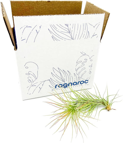 ragnaroc Air Plants - Tillandsia Funckiana, Large 5" - 1ct - Live Arrival Guaranteed - House Plants for Home Decor & Gift