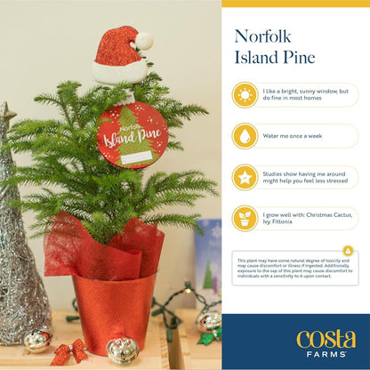 Costa Farms Live Christmas Tree, Large Norfolk Island Pine Live Plant in Plastic Pot, Indoor Houseplant, Seasonal Holiday Room or Office Decor, House Warming Gift, 3-4 Feet Tall