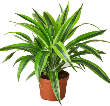 Dracaena Deremensis Lemon Surprise Live Plant for Indoor | Different Houseplants in 4'' & 6'' Pot | Real House Plant for Living Room, Office, Desk & Bathroom | Dragon Tree