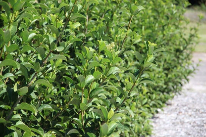 Sweet Viburnum | 1 Large 4 Inch Pot | Viburnum Odorotissimum | Live Plants | Fast Growing Privacy Hedge, Shrub, Privacy Screen