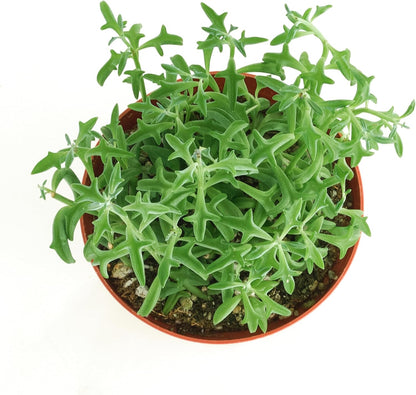 Shop Succulents String of Dolphins Hanging Succulent, Senecio Peregrinus, Fully Rooted Live 4" Succulent Plant, Low Maintenance Indoor Plant, Trailing Succulents, Gift & Garden