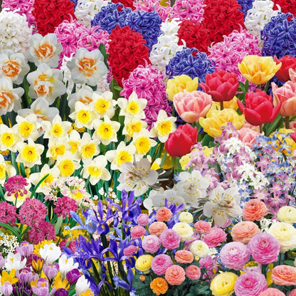 50 Mix Flowers Bulbs for Fall Planting, Perennial Flower Bulbs, Early Spring Flower to Plant Outside, 50 Days of Blooms, Colorful Blooms Groundcover Bulbs, Top Size, 5 Random Varieties