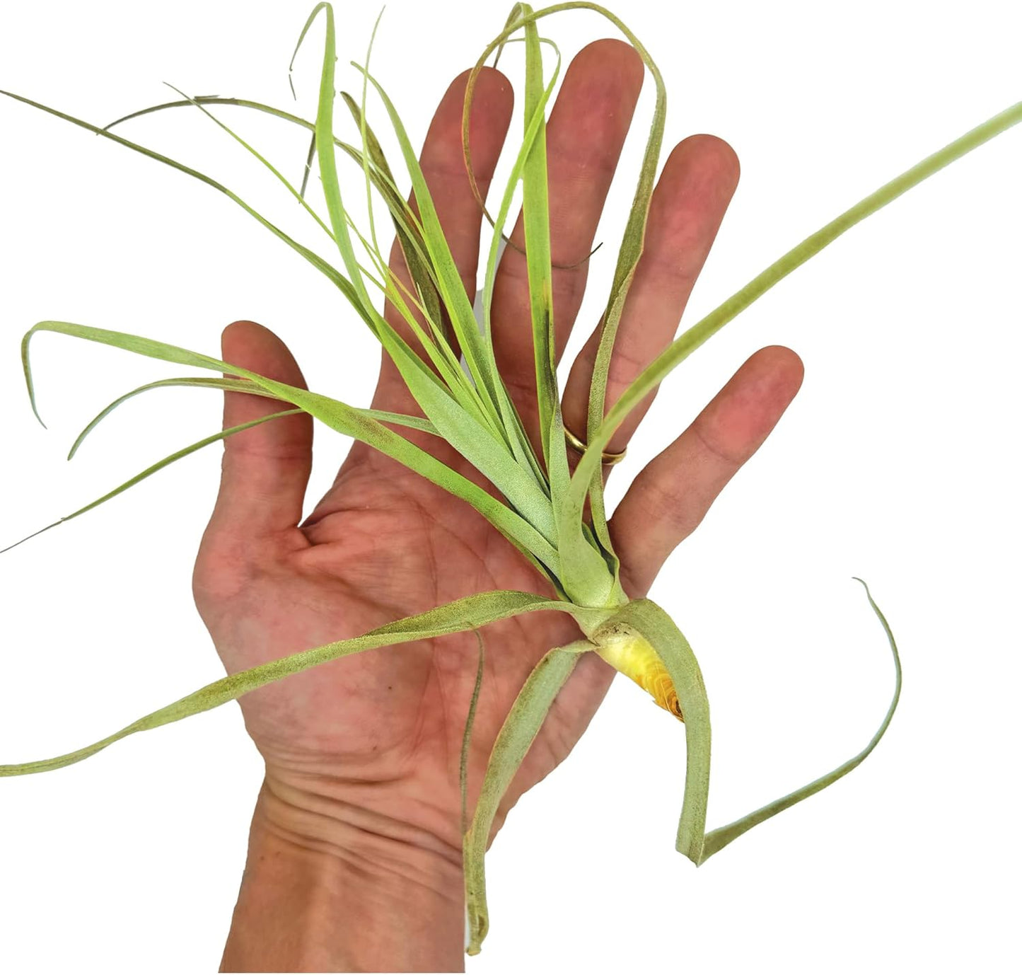 ragnaroc Air Plants - Tillandsia Straminea Jumbo 6-9" - 1ct - Live Arrival Guaranteed - House Plants for Home Decor & Gift