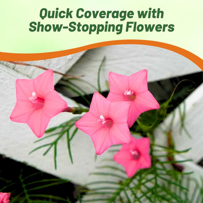 Outsidepride Rose Cypress Vine Seeds - 100 Pcs Annual Flower Seeds with Nectar-Rich, Star-Shaped Flowers & Feathery, Fern-Like Leaves for Fences, Trellises, Pergolas & Vertical Gardens
