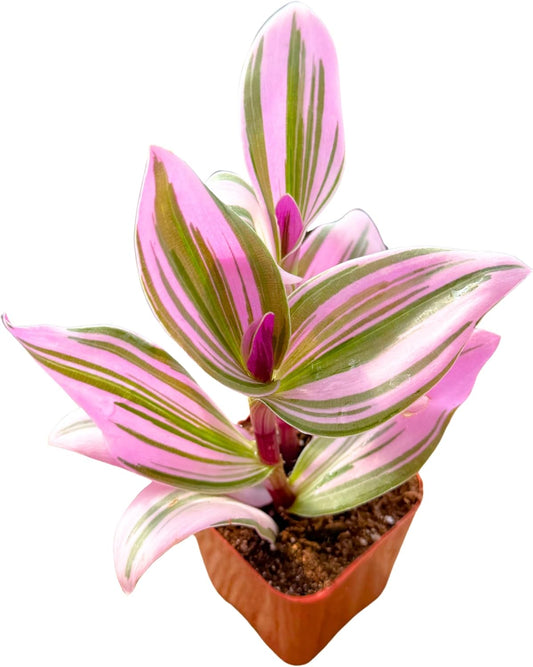 2" Unique Succulents Plants Live, Live Starter Succulent Plants, Easy Care House Plants Rooted in Succulent Soil Mix, by The Succulent Cult (Tradescantia Nanouk)