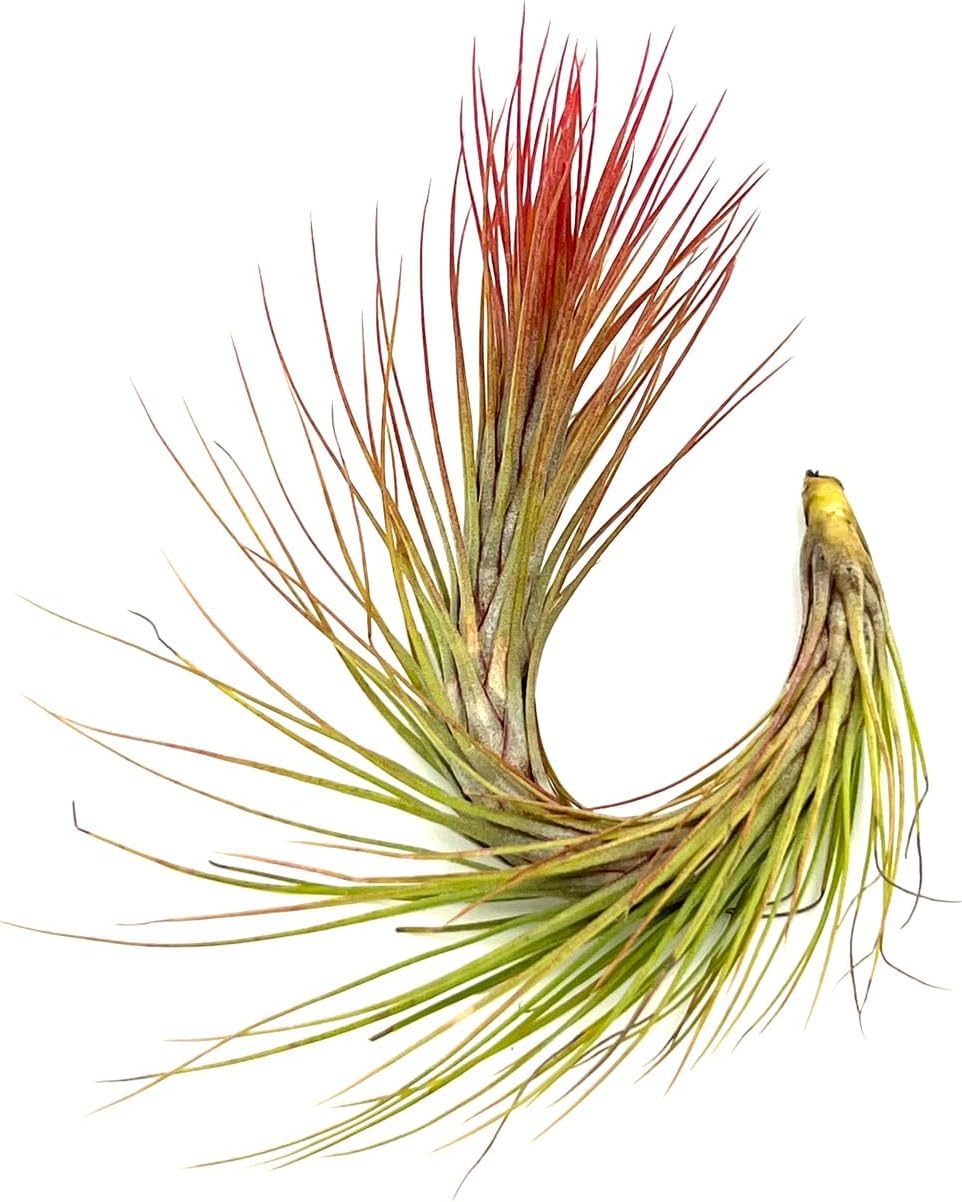 ragnaroc Air Plants - Tillandsia Funckiana Hybrid, Large 5-7" - 5ct - Live Arrival Guaranteed - House Plants for Home Decor & Gift