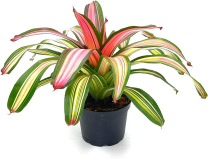 ragnaroc Live Plants – Bromeliad Neoregelia Minerva, 8-12" in 6" Pot - 1ct - Live Arrival Guaranteed - House Plants for Home Decor & Gift
