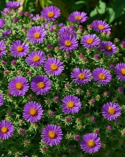 Perennial Farm Aster Novae-Angliae 'Purple Dome' – Live Dwarf New England Perennial in #1 Container, Compact Habit with Violet-Purple Blooms, Late Season, Pollinator Friendly, Ideal for Borders & Beds