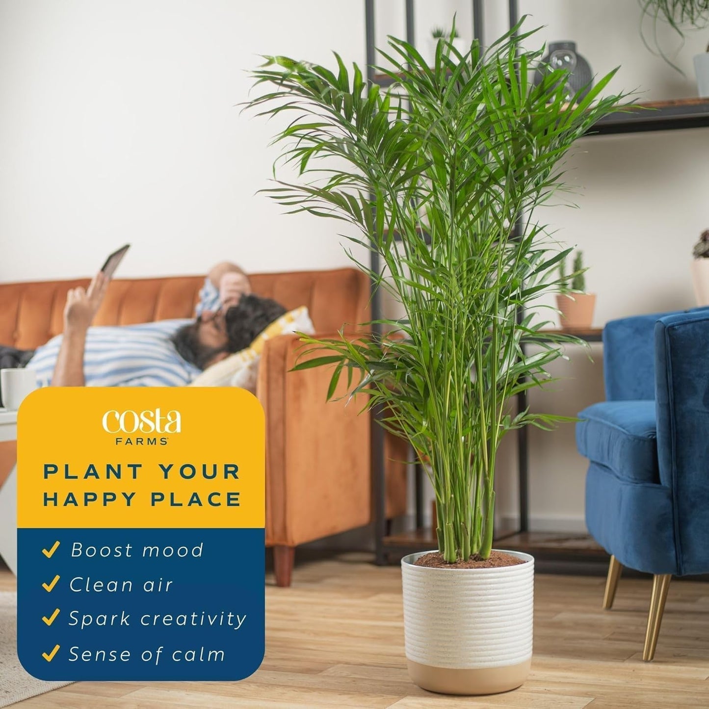 Costa Farms Cat Palm Live Plants in Decorative Pot, Large Indoor Houseplant, Perfect for Home, Room, or Office Decor, Great House Warming or Birthday Gift, 3-4 Feet Tall, Pack of 2