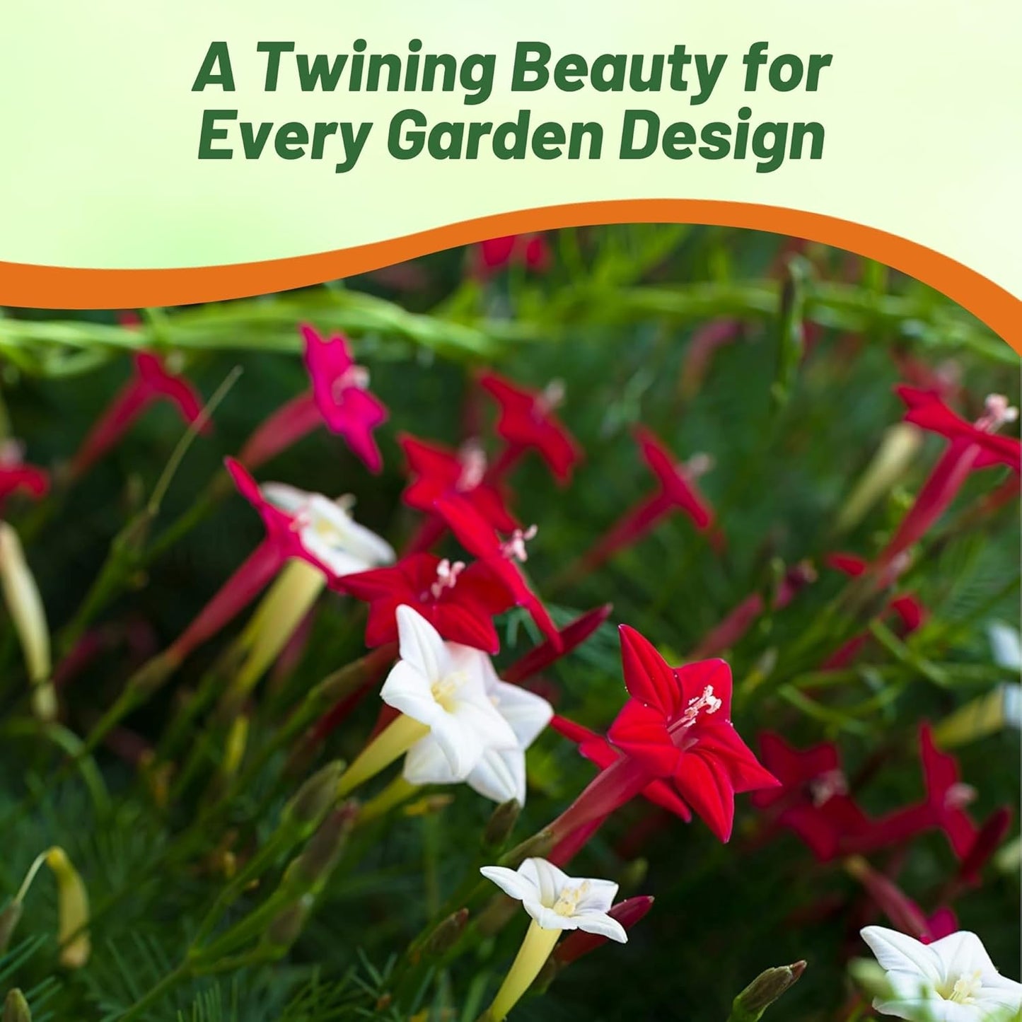 Outsidepride Mixed Cypress Vine Seeds - 100 Pcs Annual Flower Seeds with Nectar-Rich, Star-Shaped Flowers & Feathery, Fern-Like Leaves for Fences, Trellises, Pergolas & Vertical Gardens