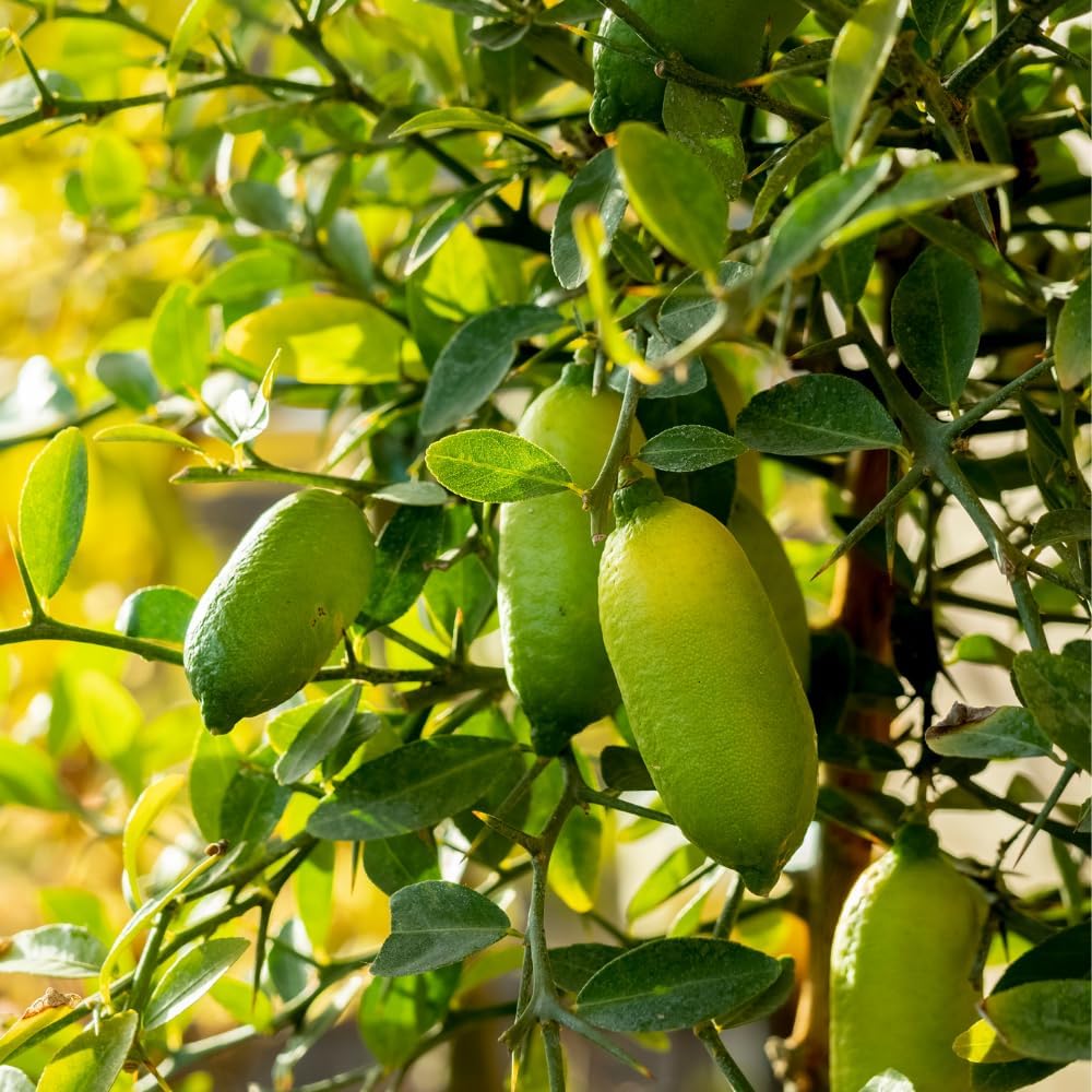 Green Finger Lime Tree, 3 Gallon, 2-3 Ft, Grafted Finger Lime Tree Live Plant for Outdoor Planting, No Ship to CA
