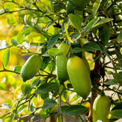 Green Finger Lime Tree, 3 Gallon, 2-3 Ft, Grafted Finger Lime Tree Live Plant for Outdoor Planting, No Ship to CA